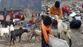 बैतडीमा ७५ हजार बाख्राहरुमा पीपीआर भ्याक्सिन लगाइदै